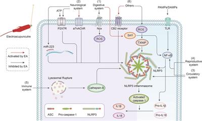 The NLR family pyrin domain containing 3 inflammasome in the mechanism of electroacupuncture: Current status and future perspectives